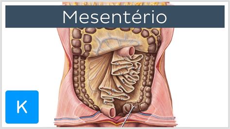 comunhão grupo comer vasos abdominais anatomia vestígio Recepção Em breve