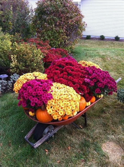 23 Beautiful Fall Mums Garden Landscaping Ideas (10) | Fall plants ...