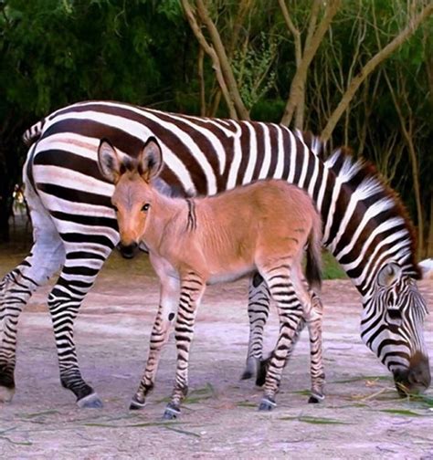 khumba zonkey zebra-donkey | MOMENTS Journal