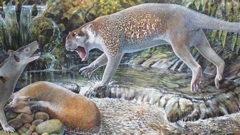 New species of prehistoric marsupial lion unearthed in Australia | CTV News