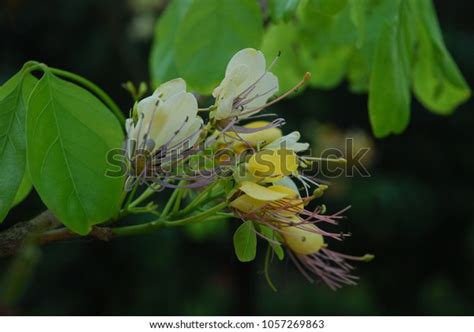 Crateva Religiosa Gforstperennial Leaf Blade Leaves Stock Photo 1057269863 | Shutterstock