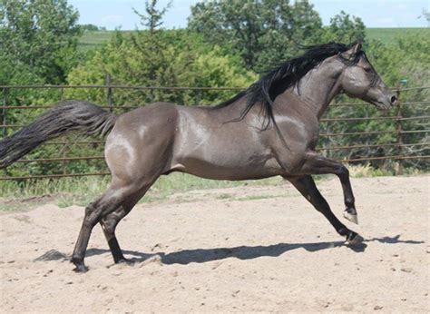 1000+ images about Grulla and Grullo Horses on Pinterest | To be, Beautiful and Colors