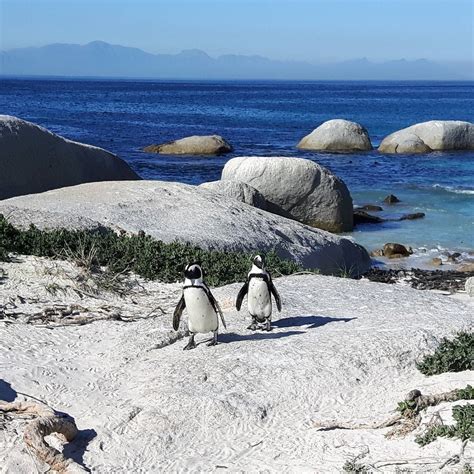 เที่ยว Boulders Beach หมู่บ้านเพนกวิน ที่เคปทาวน์