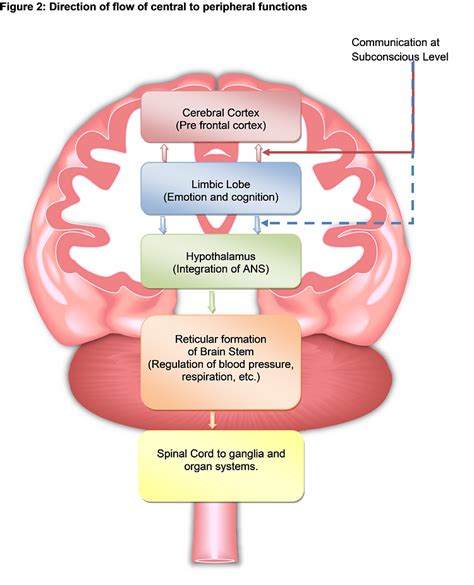 HOW THE BRAIN PROCESSES THOUGHTS AND EMOTIONS, AND HOW TO MODULATE NEGATIVE EMOTIONS | by ...