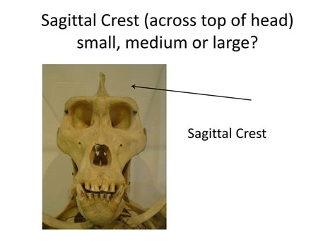 PPT - Hominin Comparison Lab PowerPoint Presentation, free download ...