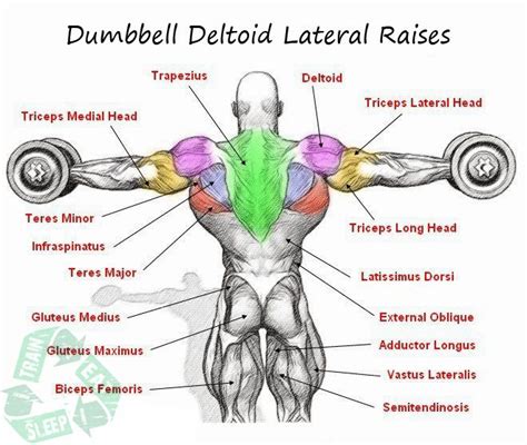 Dumbbell Deltoid Lateral Raises - Shoulder Workout Upper Body Ab ...