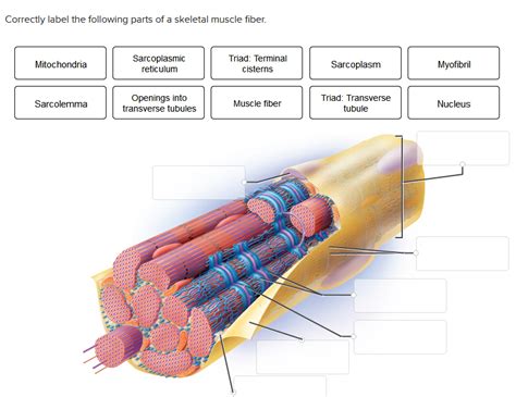 Skeletal Muscle Fiber Labeled