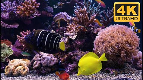 ニモとドリーと仲間たちの海洋水族館のスクリーンセーバー、ウルトラ水族館 高画質の壁紙 | Pxfuel