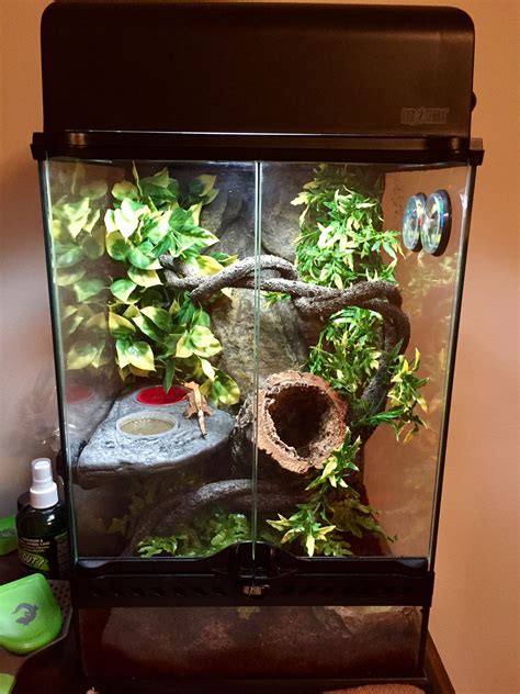 Crested Gecko Terrarium