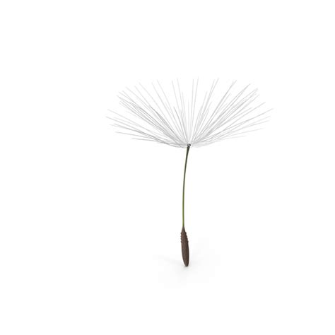 Dandelion Seed PNG Images & PSDs for Download | PixelSquid - S107068173