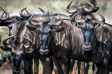 Wildebeest Symbolism, Dreams, and Messages | Spirit Animal Totems