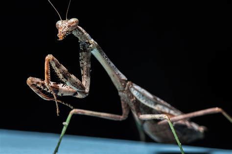 Carolina mantis recently graced us with her presence (northern VA) : mantids