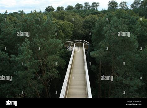 Tree Top Way Salcey Forest Northamptonshire Stock Photo - Alamy