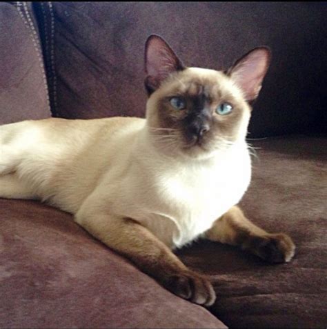 Tonkinese Cat Breed Information, Images, Characteristics, Health