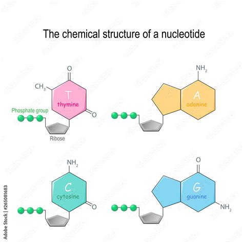 Nucleotides Dna Diagram Labeled Simple - vrogue.co