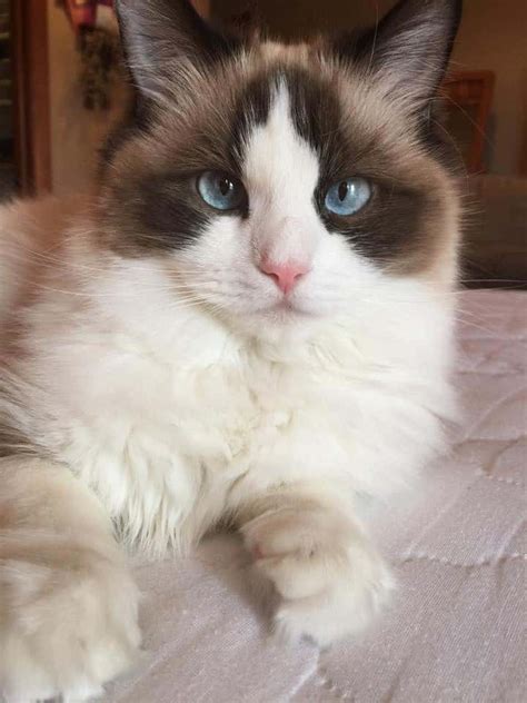 Colors and Varieties of Ragdoll Breed | Ragdoll Colors and Patterns