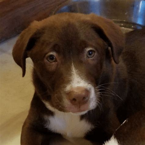 Labrador Retriever & Australian Shepherd Mix