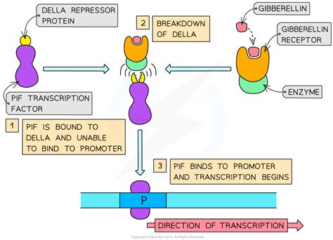 CIE A Level Biology复习笔记16.3.3 Gene Control: Transcription Factors-翰林国际教育