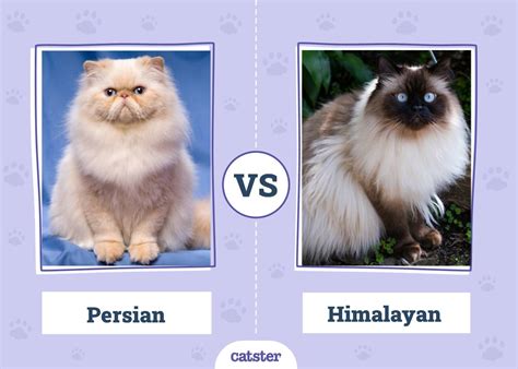 Persian vs Himalayan Cat: What’s the Difference? (With Pictures) - Catster