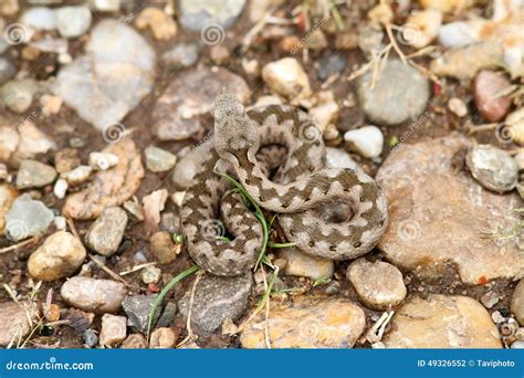 Young European Sand Viper Camouflage Stock Photo - Image of poison ...