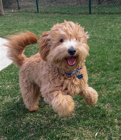 Miniature Goldendoodle: 11 Incredible Facts You Need to Know