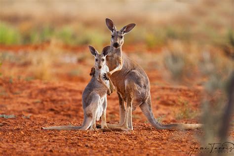 A female red kangaroo holds her juvenile joey while he reaches up for ...