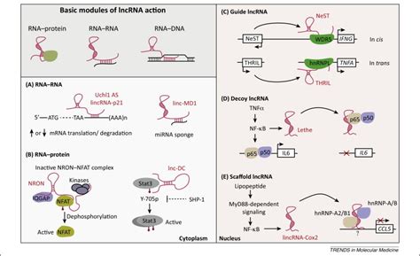 Long non-coding RNAs and control of gene expression in the immune system: Trends in Molecular ...