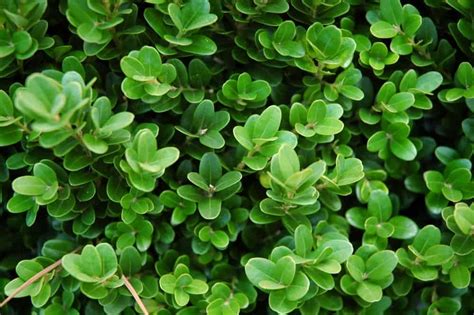 12 Different Types of Boxwood Shrubs (2022)