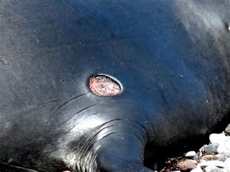 Cookie-Cutter Shark – "OCEAN TREASURES" Memorial Library