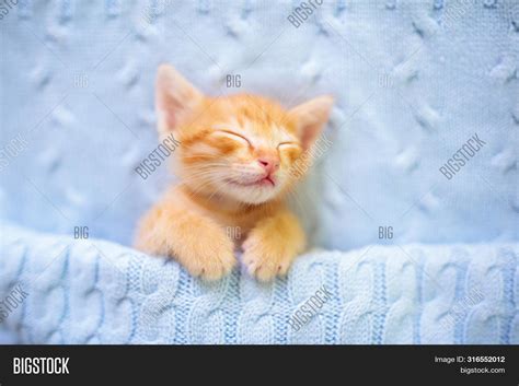 Baby Cat. Ginger Image & Photo (Free Trial) | Bigstock