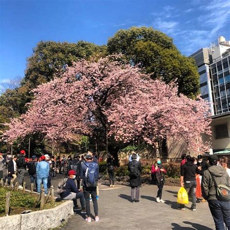 Cherry Blossoms at Ueno Park. Cherry blossoms (Sakura) full bloom usually from March to April ...