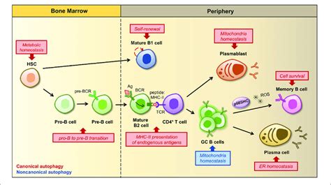 T Cell Differentiation Pathway