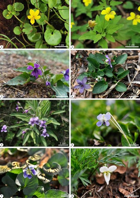 Plate Ⅰ Plant morphology of eight Viola species 1.Viola biflora；2.V.... | Download Scientific ...