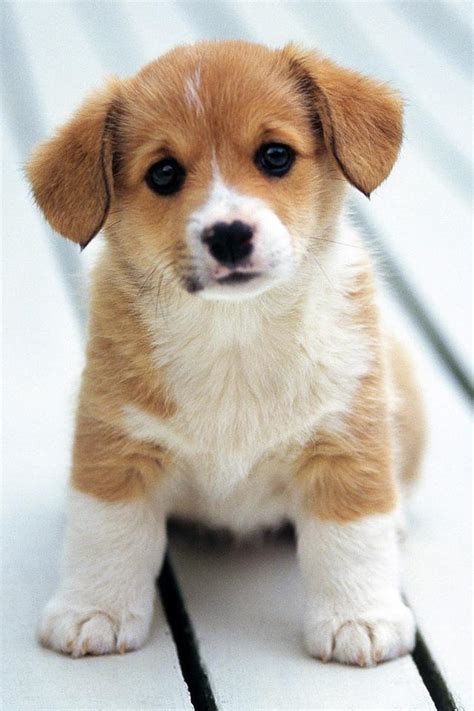 Cute Puppy Iphone 4s Wallpaper Free Iphone 4s Wallpapersjpg. Dog