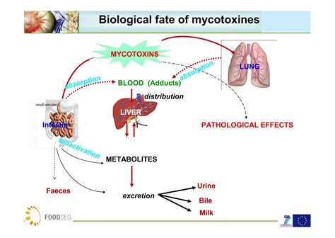 TOXIC EFFECTS OF MYCOTOXI