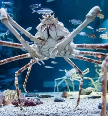 Meet The Japanese Spider Crab, The 'Daddy Long Legs Of The Sea'