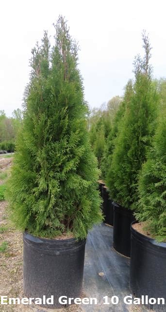 Thuja (Arborvitae) – occidentalis – Emerald Green – Riggins Nursery, LLC