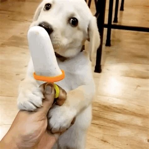 Take Just 13 Seconds From Your Day To Watch This Adorable Puppy Enjoying A "Pupsicle"