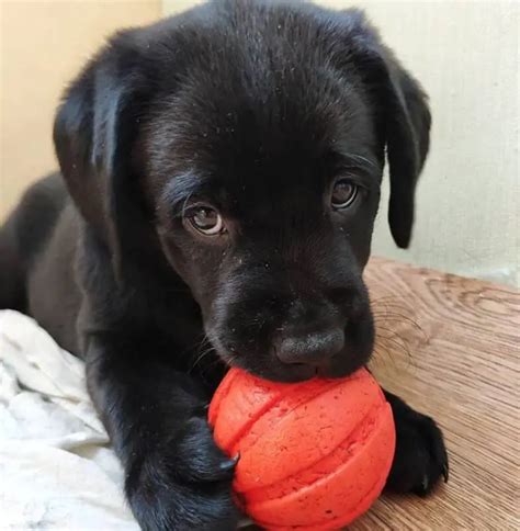 50 Female Black Lab Dog Names - The Paws