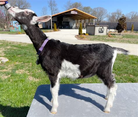 Full blooded Alpine Dairy goat, Zyia "DOE" Born 1-13-2023 | Harmony ...