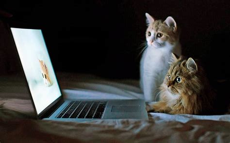 Look !!!, funny, laptop, cat, animals, HD wallpaper | Peakpx