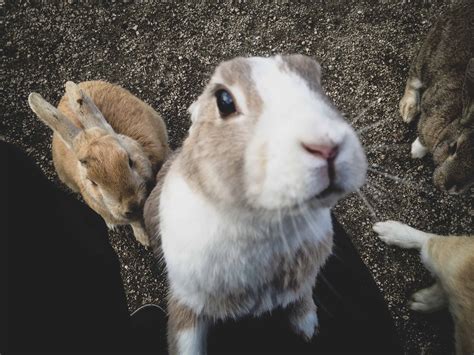 Bunny Island, Japan: 11 Important Things to Know