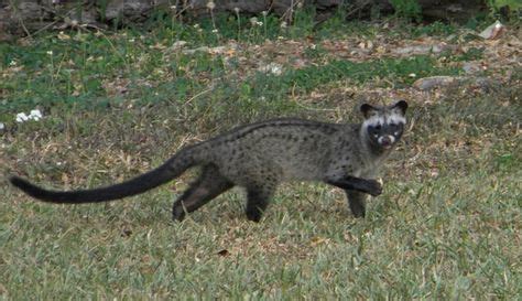 19 Best Marapatti images | Asian palm civet, Animals, Deadly animals