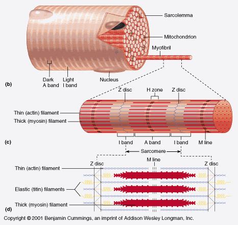 Skeletal Muscle Anatomy Diagram