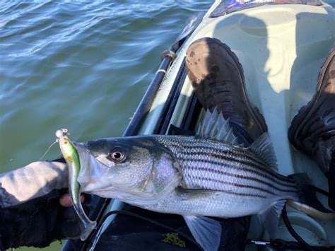 Top Five Spring Striper Lures • The Fish Wrap Writer, Rhode Island