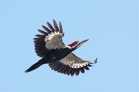 pileated woodpecker flying | Woodpecker, Birds flying, Fly drawing