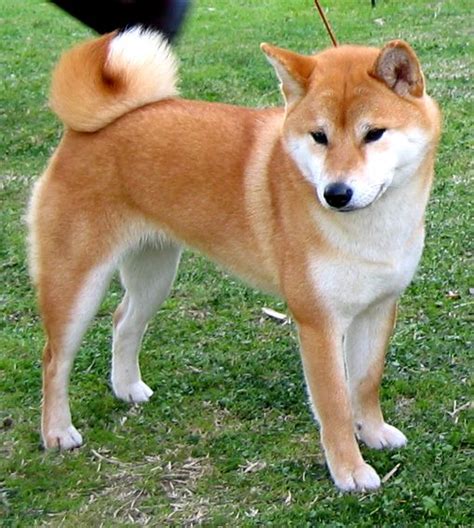 Shiba Inu - Argentina | 大型犬, 犬, いぬ