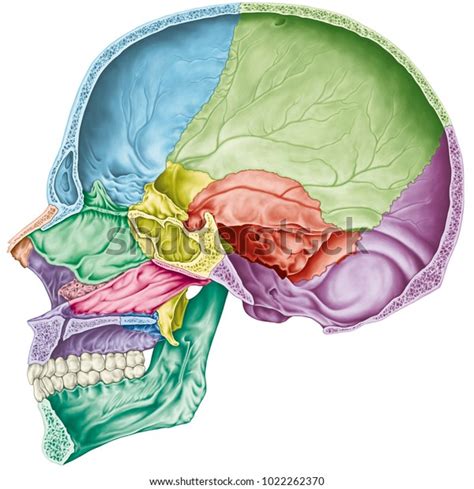 Cranial Cavity Bones Cranium Bones Head : illustration de stock ...