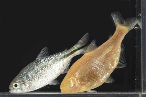 Immune system adaptations in cavefish may provide autoimmune disease insight