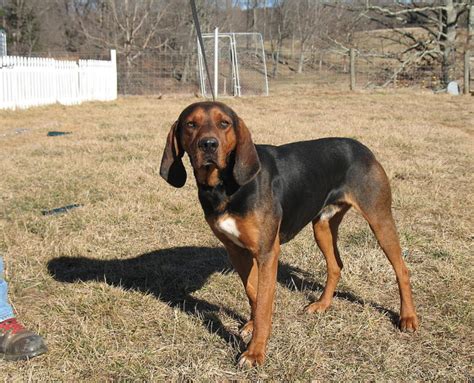 Black and Tan Coonhound Breed Guide - Learn about the Black and Tan ...